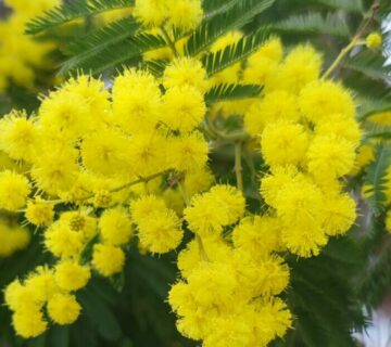 Mimosas, écologie, bienfaits symbolique