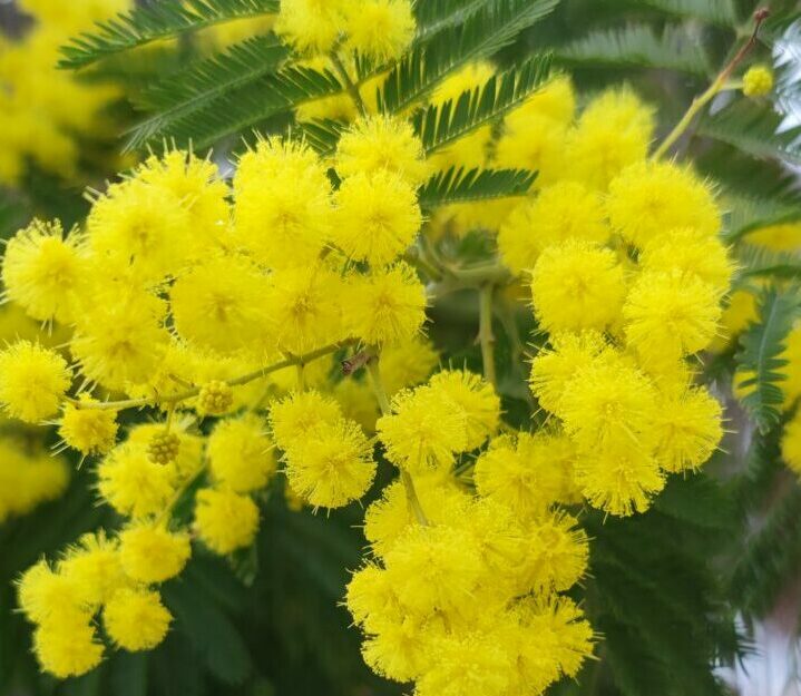 Mimosas, écologie, bienfaits symbolique